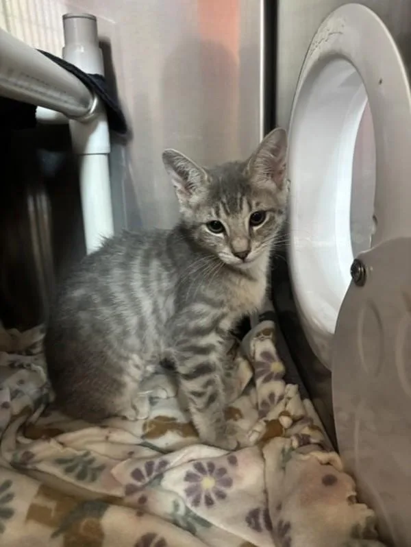 A baby small-sized female Domestic Short Hair cat named Willow for adoption in Santa Rosa, CA