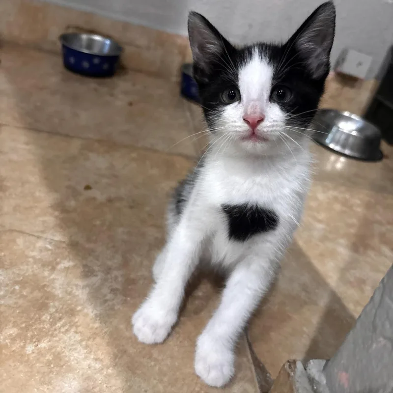 A baby small-sized male Black Domestic Short Hair cat named Parsley for adoption in Brea, CA