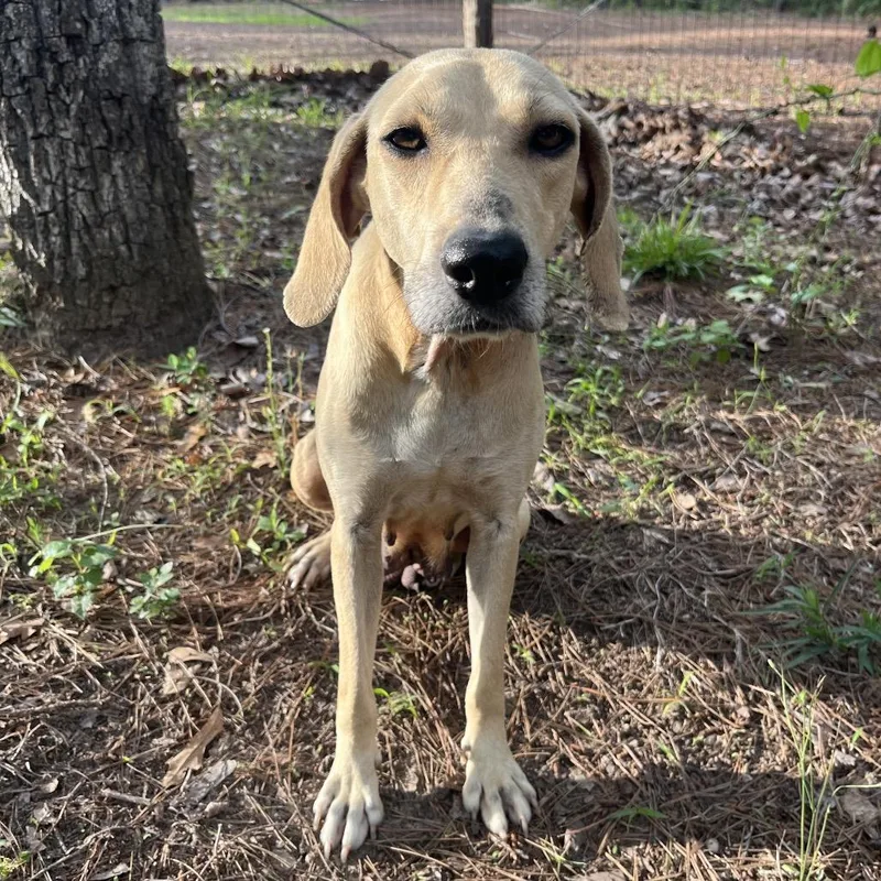 An adult medium-sized female Yellow / Tan / Blond / Fawn Hound dog named Lady Bird for adoption in Palestine, TX