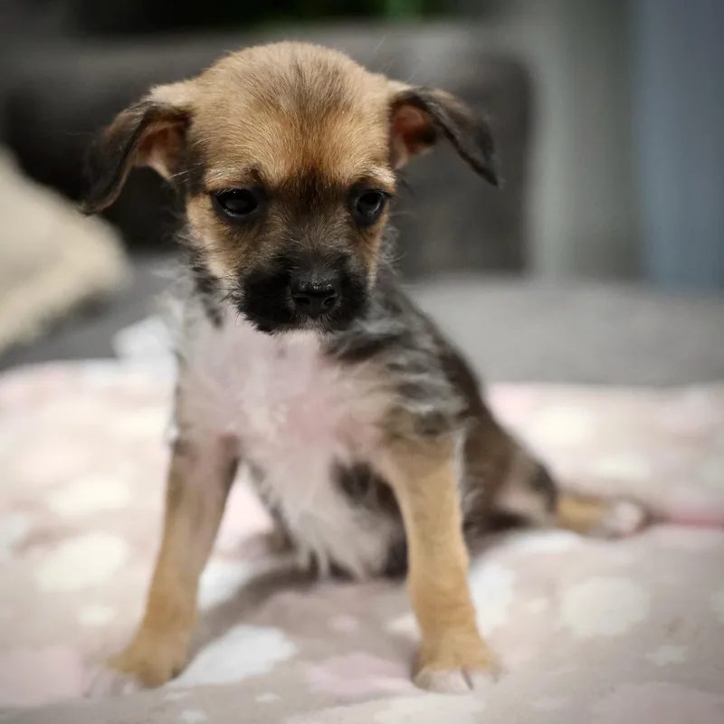 A baby small-sized female Chihuahua dog named Lior for adoption in Palatine, IL