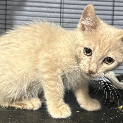 A baby small-sized male Buff / Tan / Fawn Domestic Short Hair cat named Honey Ganache for adoption in Tipp City, OH