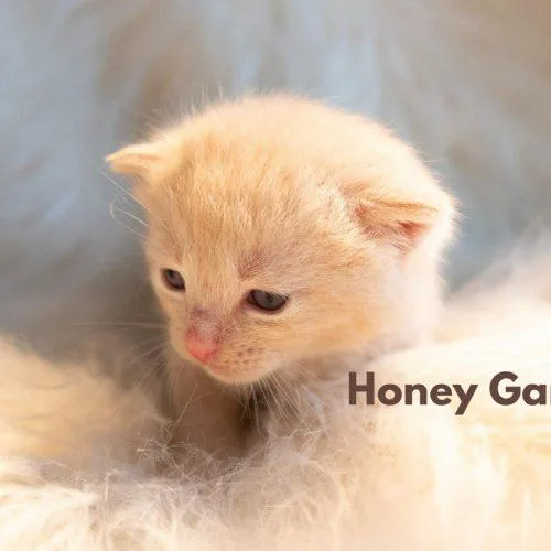 Honey Ganache thumbnail 6
