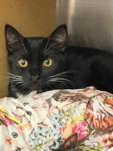 A young medium-sized female Domestic Short Hair cat named Raven PSP for adoption in Oakland Park, FL
