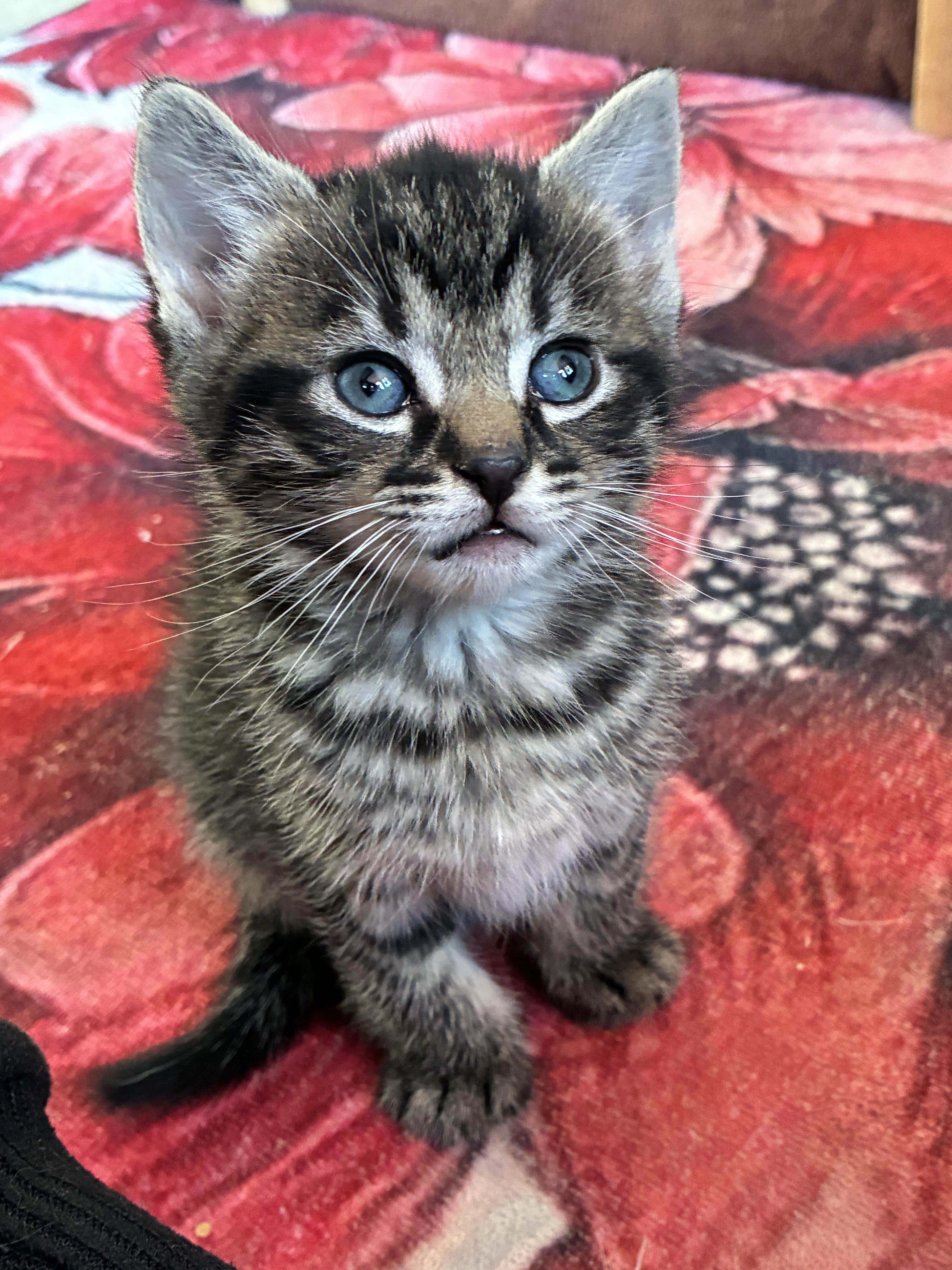 Mordechai thumbnail 2