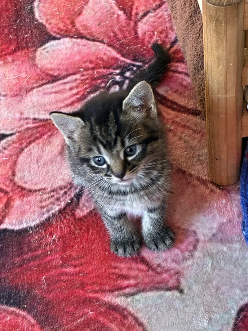 Mordechai thumbnail 3