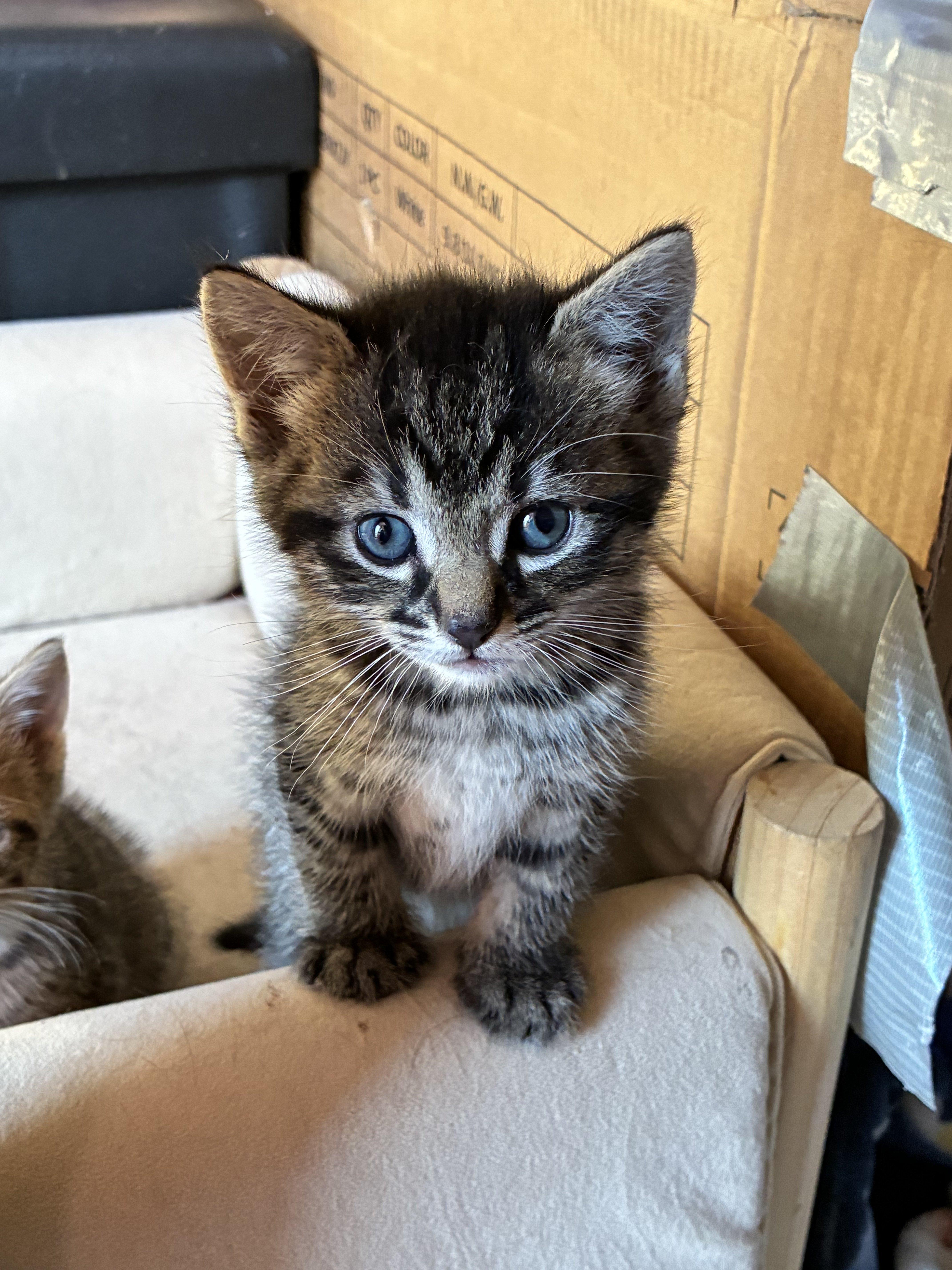 Mordechai thumbnail 4