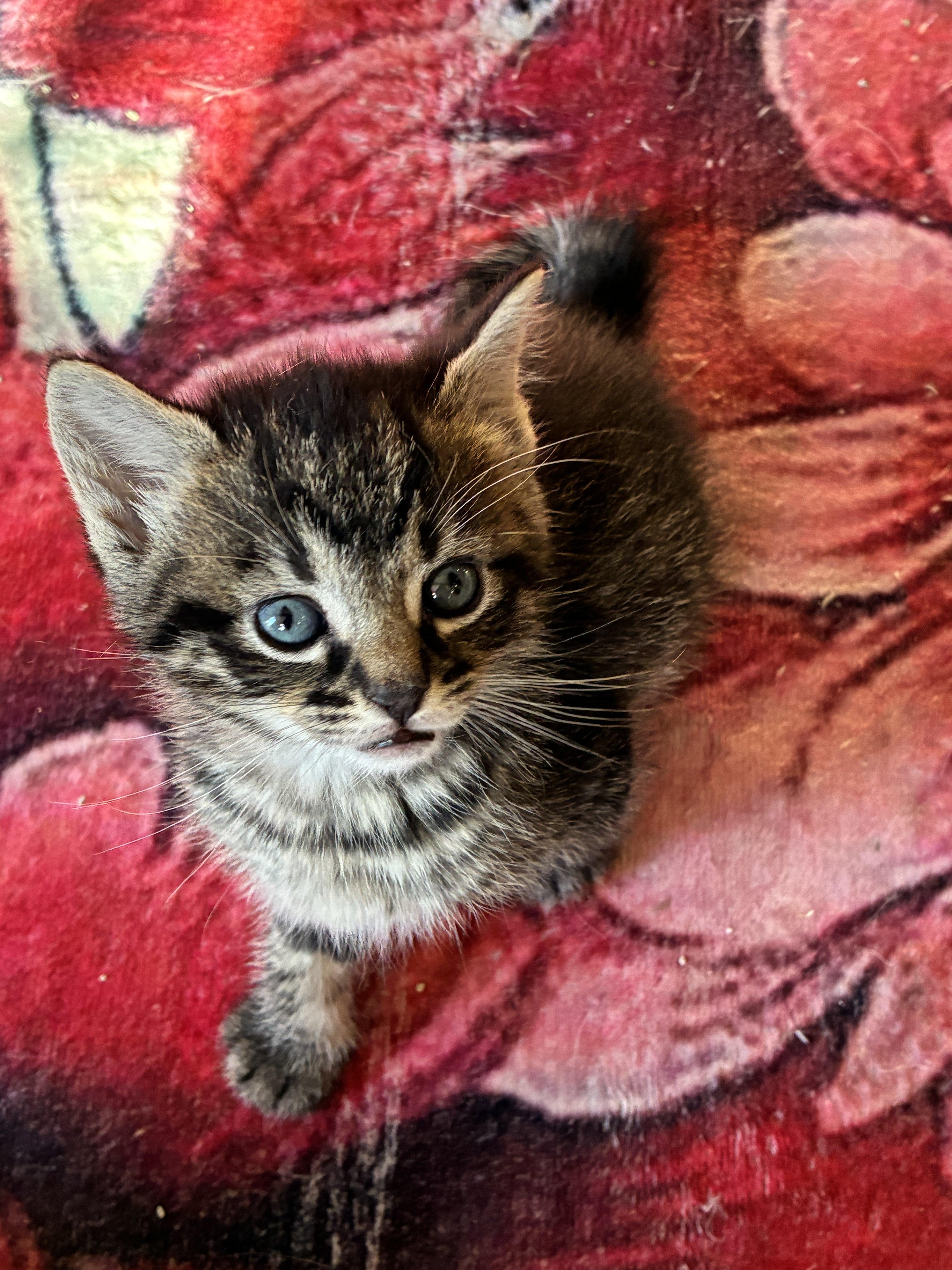 Mordechai thumbnail 6