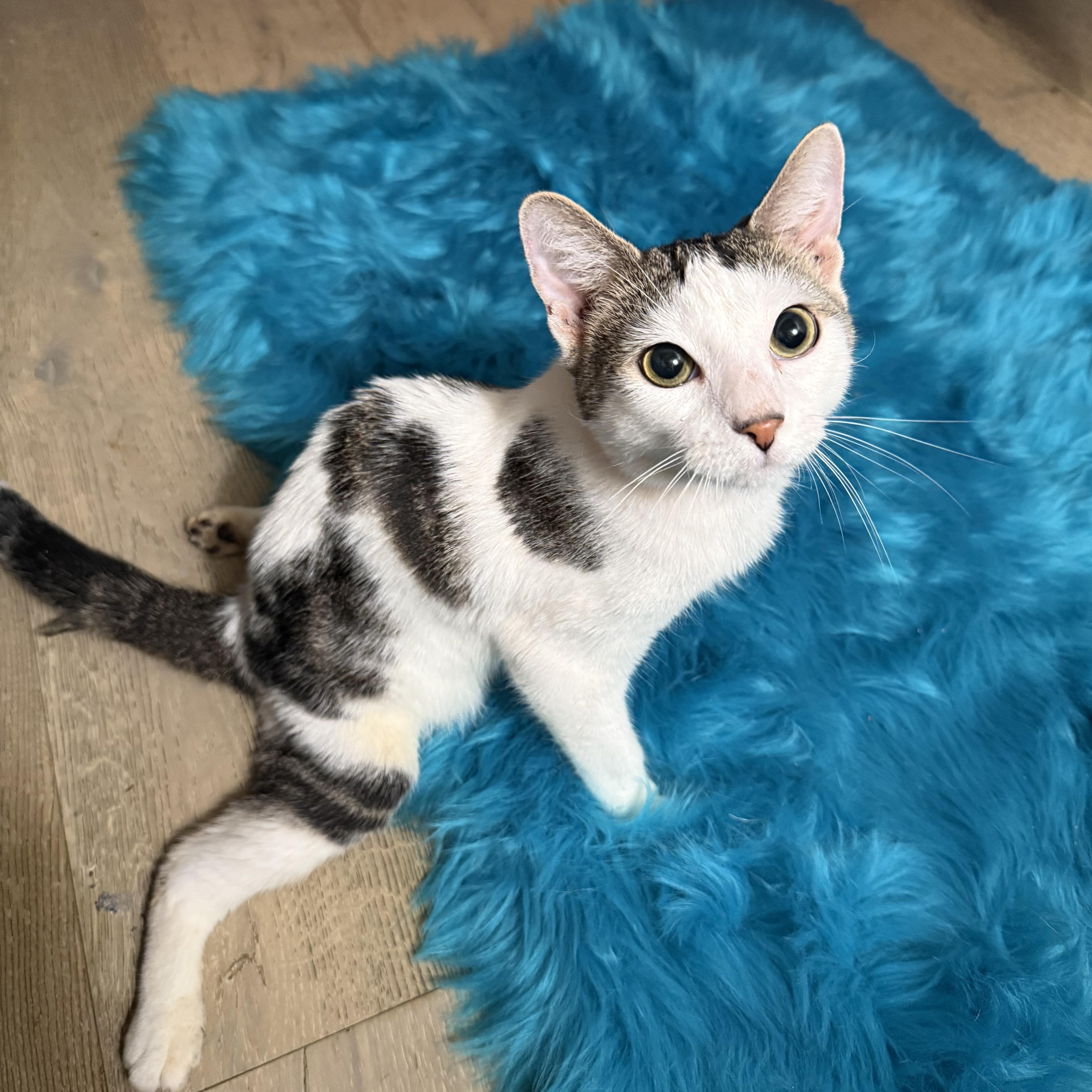 An adult medium-sized male Domestic Short Hair cat named Swimmy for adoption in Miami, FL