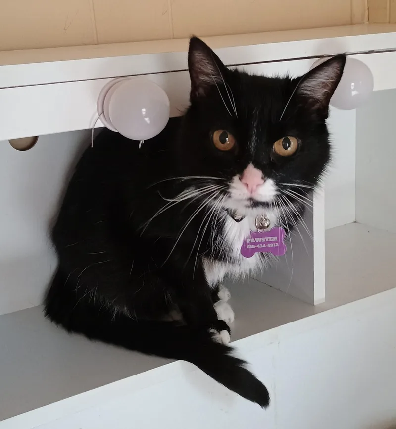 Boo  Lazy & thumbnail 2