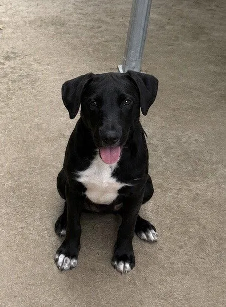 A young medium-sized male Labrador Retriever dog named Slate for adoption in Carrollton, GA