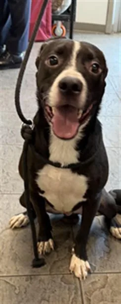 A young medium-sized male Pit Bull Terrier dog named Augustin for adoption in Los Angeles, CA