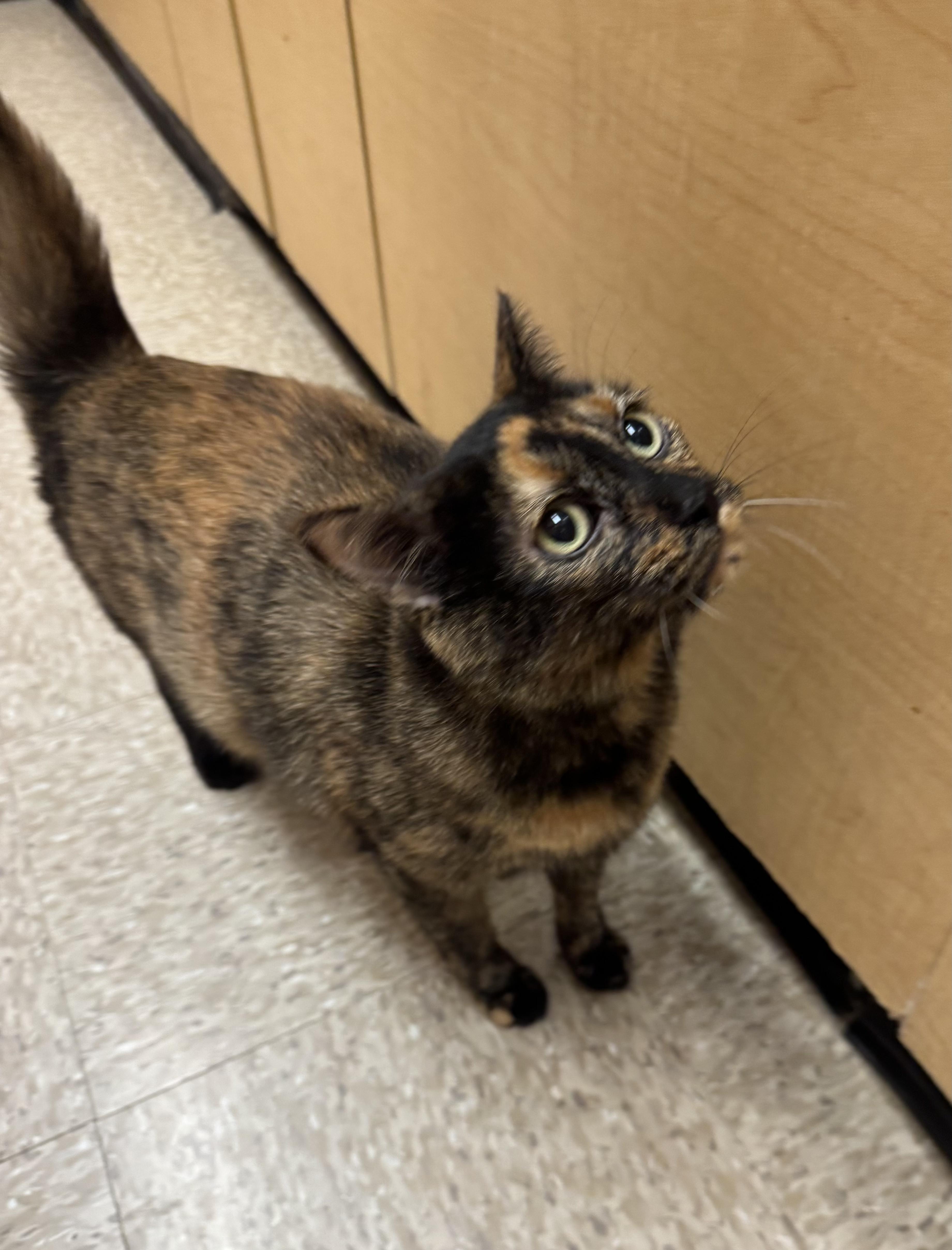 An adult large-sized female Tortoiseshell cat named Hessie for adoption in Albuquerque, NM