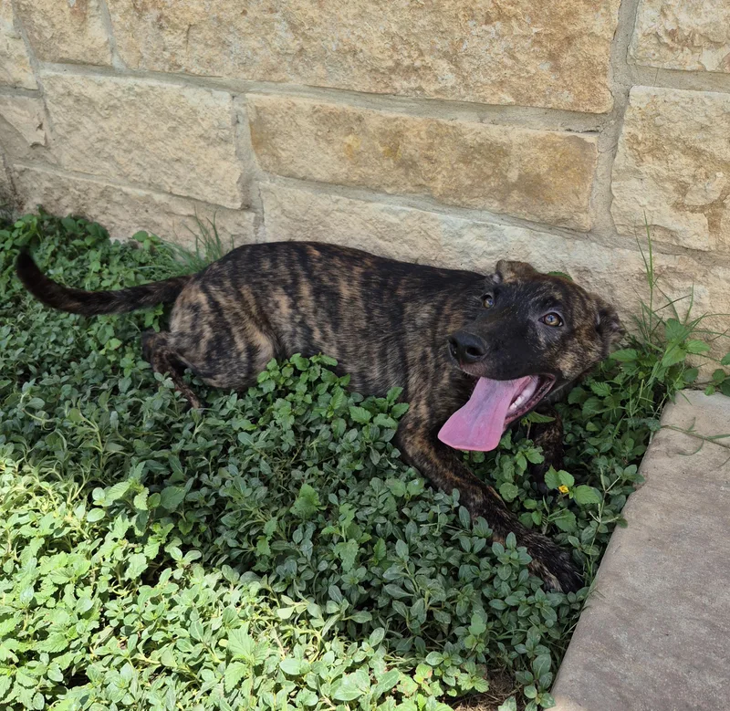 A young medium-sized male Shepherd dog named Kimahri for adoption in Schertz, TX