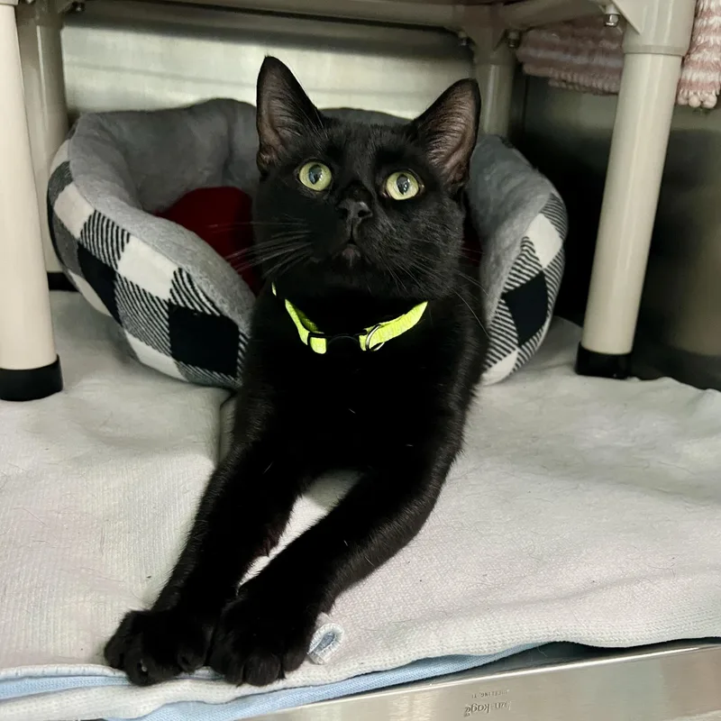 An adult medium-sized male Black Domestic Short Hair cat named Pablo for adoption in Jamestown, ND
