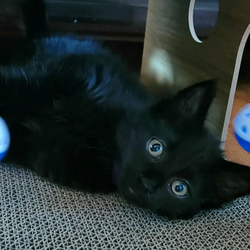A baby small-sized female Black Domestic Medium Hair cat named Rhae for adoption in Keizer, OR