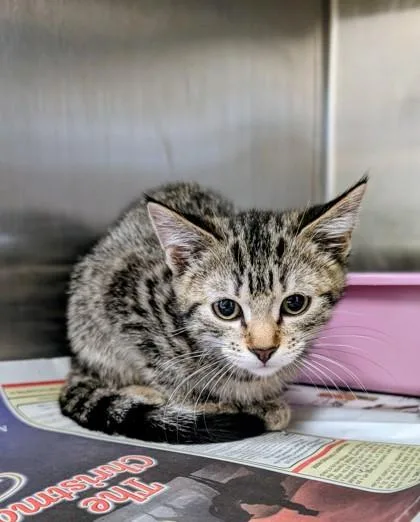 A young medium-sized female Tabby (Brown / Chocolate) Domestic Short Hair cat named Tully for adoption in Buffalo, MN