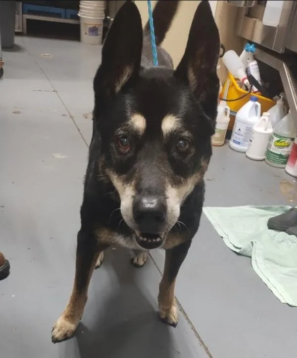 A senior large-sized male Rottweiler dog named D.j. for adoption in Dallas, GA