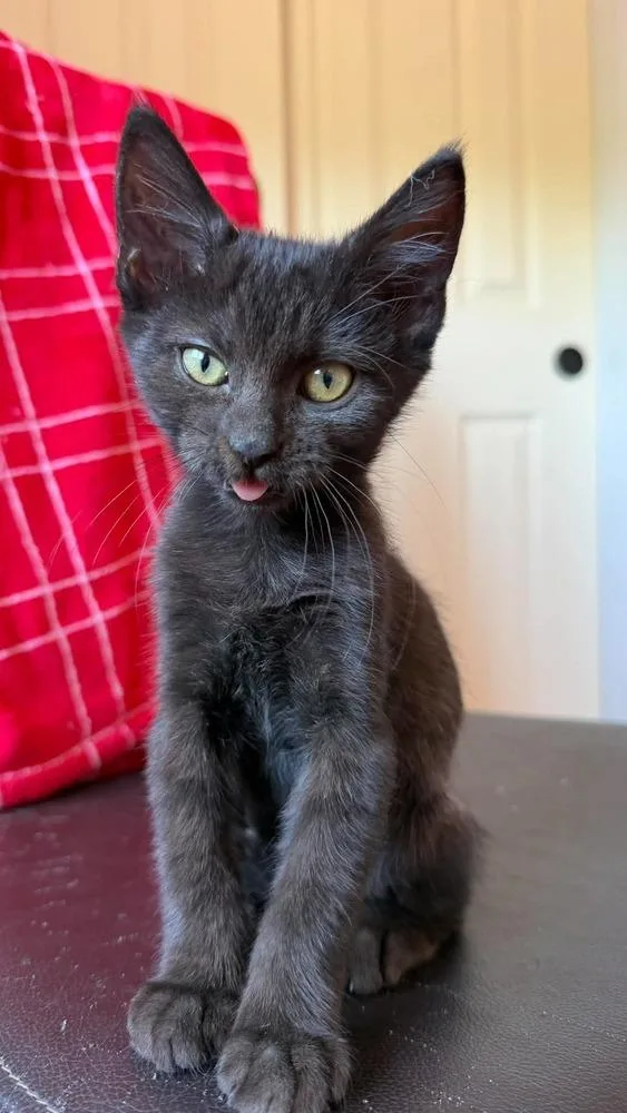 A baby small-sized female Black Domestic Short Hair cat named Edy for adoption in tucson, AZ