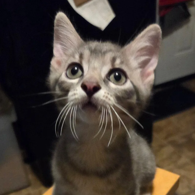 Tiny