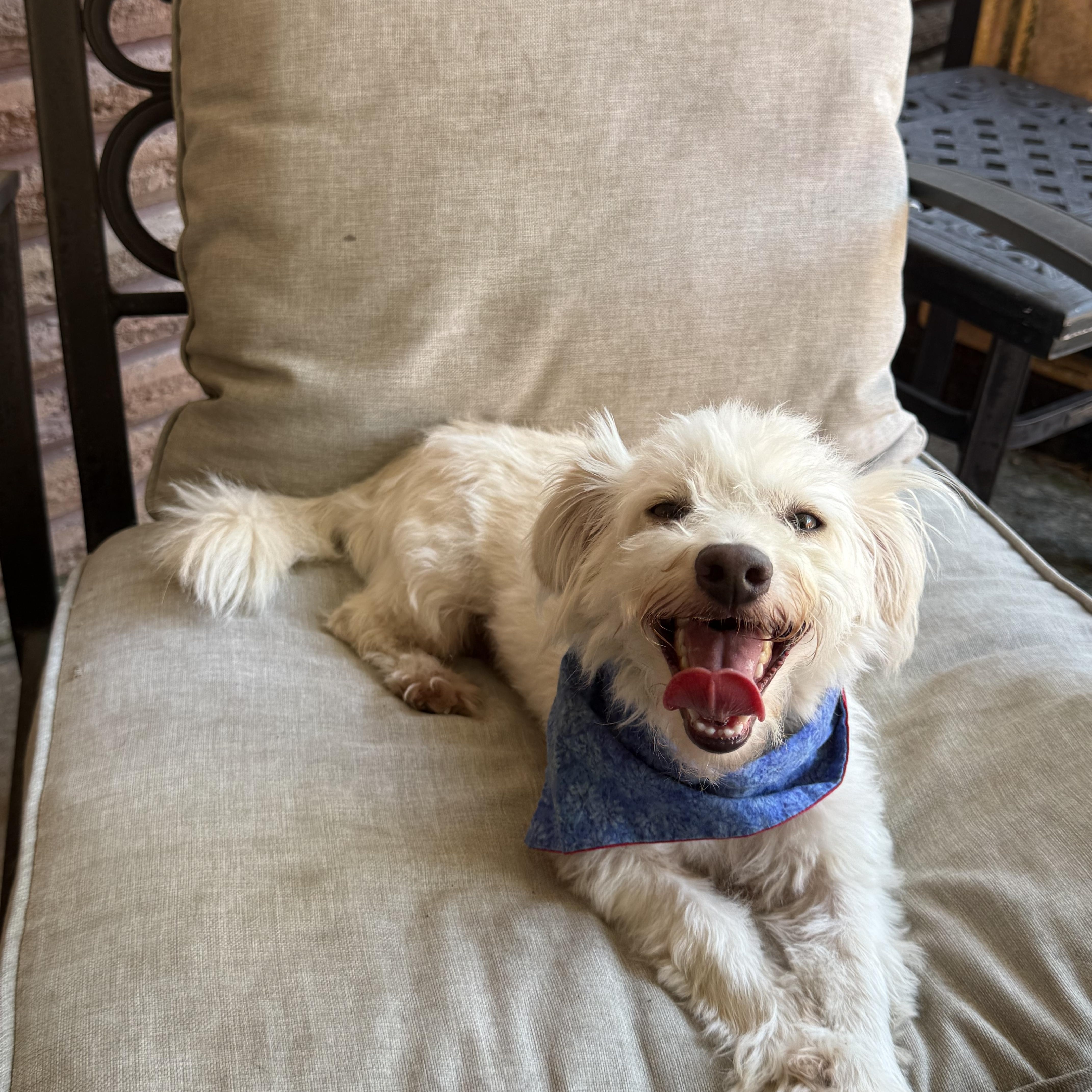 A young small-sized male White / Cream Miniature Schnauzer dog named Nemo for adoption in Houston, TX