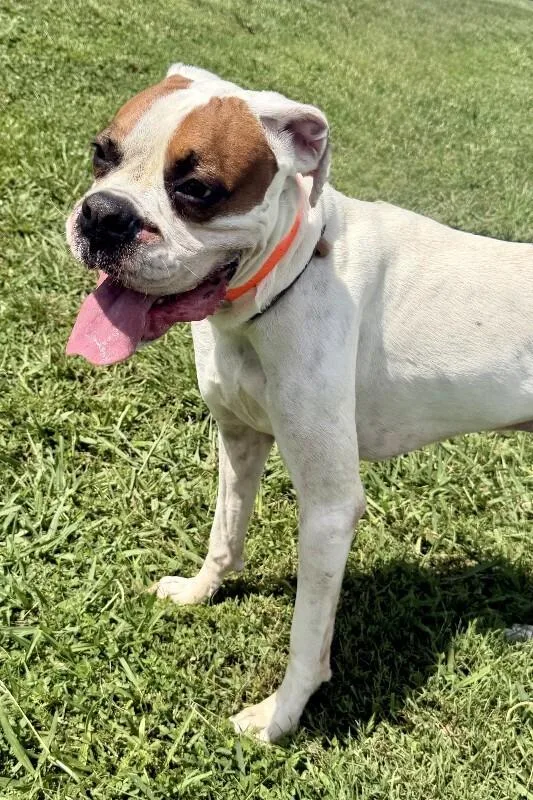 A senior medium-sized male White / Cream Boxer dog named Homer for adoption in Maryville, TN