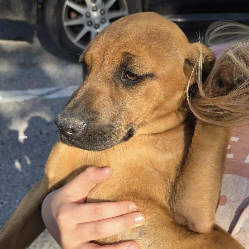 A baby large-sized female Red / Chestnut / Orange Rhodesian Ridgeback dog named May for adoption in Blue Springs, MO