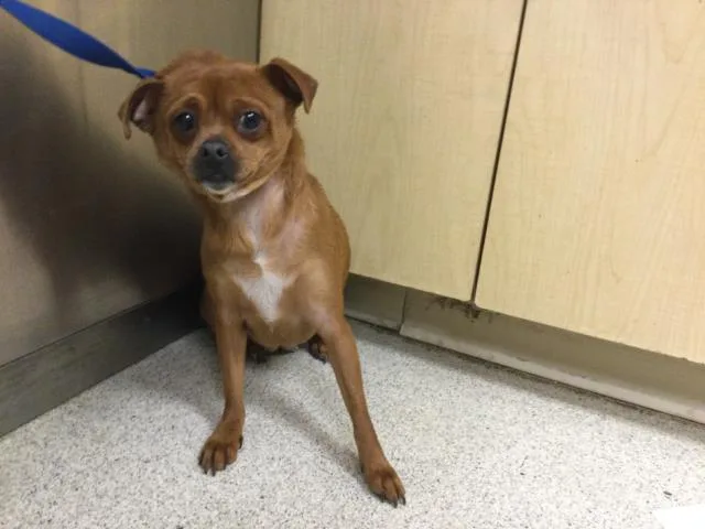 An adult small-sized female Chihuahua dog named Ottie for adoption in Riverside, CA