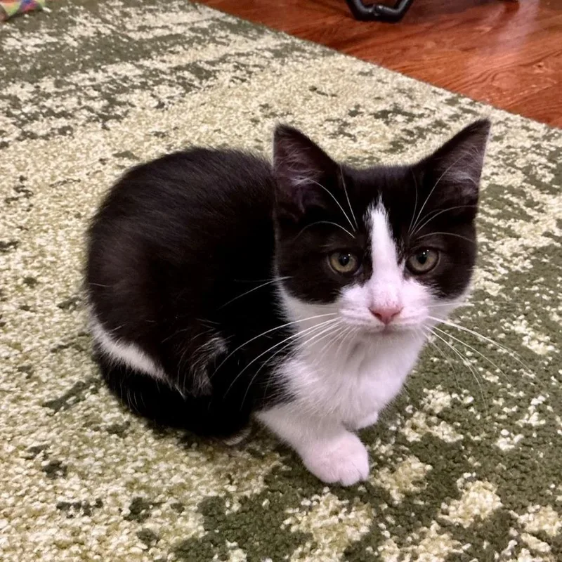 A baby small-sized female Black Domestic Short Hair cat named Constance Hatchaway for adoption in Cincinnati, OH