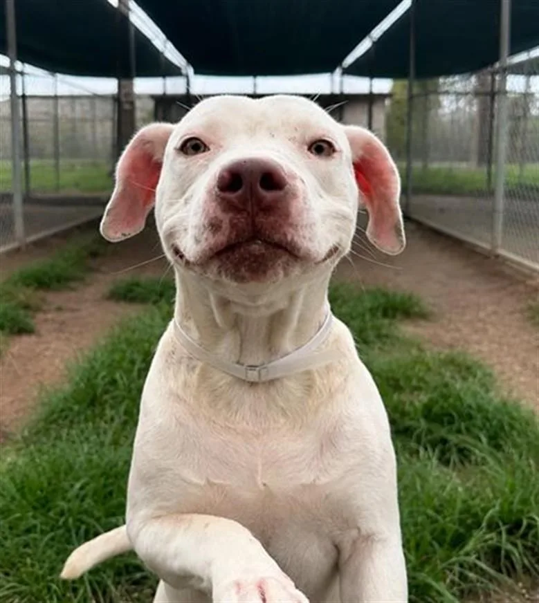 A young medium-sized female Staffordshire Bull Terrier dog named Luisa for adoption in Houston, TX