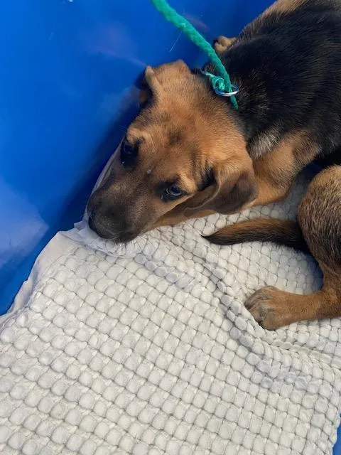 A baby large-sized male Mixed Breed dog named Billy for adoption in Dallas, TX