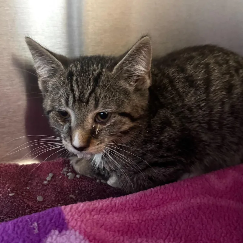 A baby small-sized male Brown / Chocolate Domestic Short Hair cat named Lampshade for adoption in Wheeling, IL