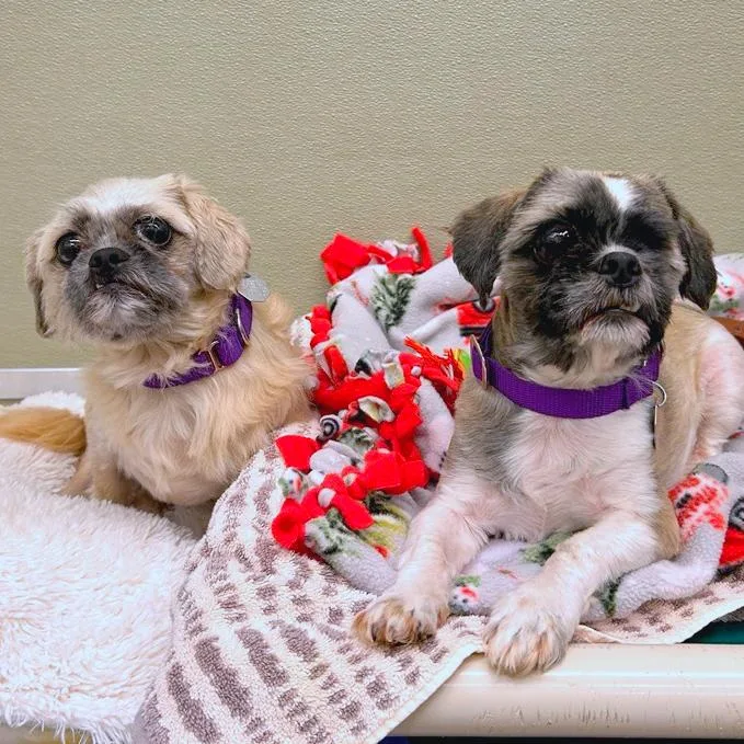 An adult small-sized male White / Cream Shih Tzu dog named Walter for adoption in Woodinville, WA