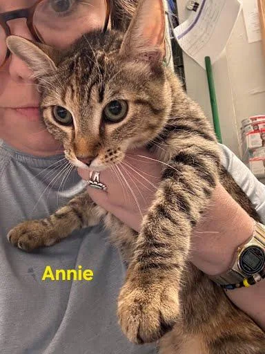 A baby medium-sized female Domestic Short Hair cat named Annie for adoption in Metairie, LA