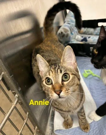 Annie thumbnail 2
