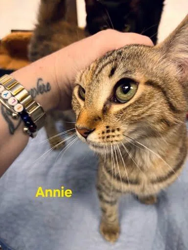 Annie thumbnail 3