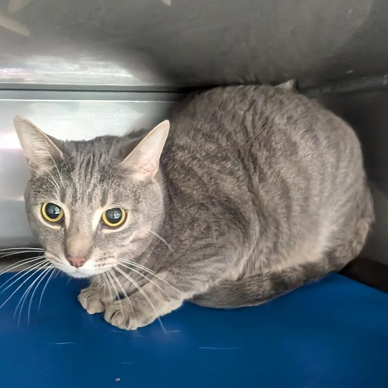 An adult large-sized female Gray / Blue / Silver Domestic Medium Hair cat named Sage for adoption in Jefferson city, TN
