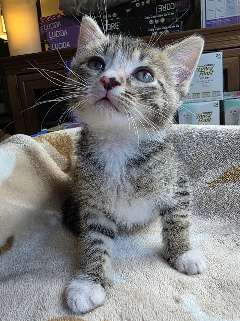 A baby medium-sized male Tabby (Brown / Chocolate) Domestic Short Hair cat named Lenny for adoption in Bristol, TN