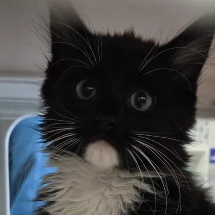 A baby small-sized male Domestic Medium Hair cat named Poof for adoption in Voorhees, NJ