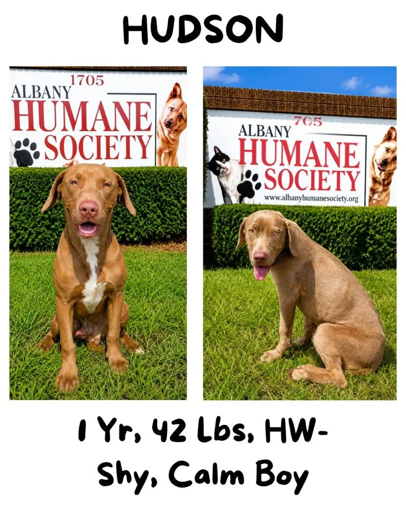 Hudson thumbnail 5