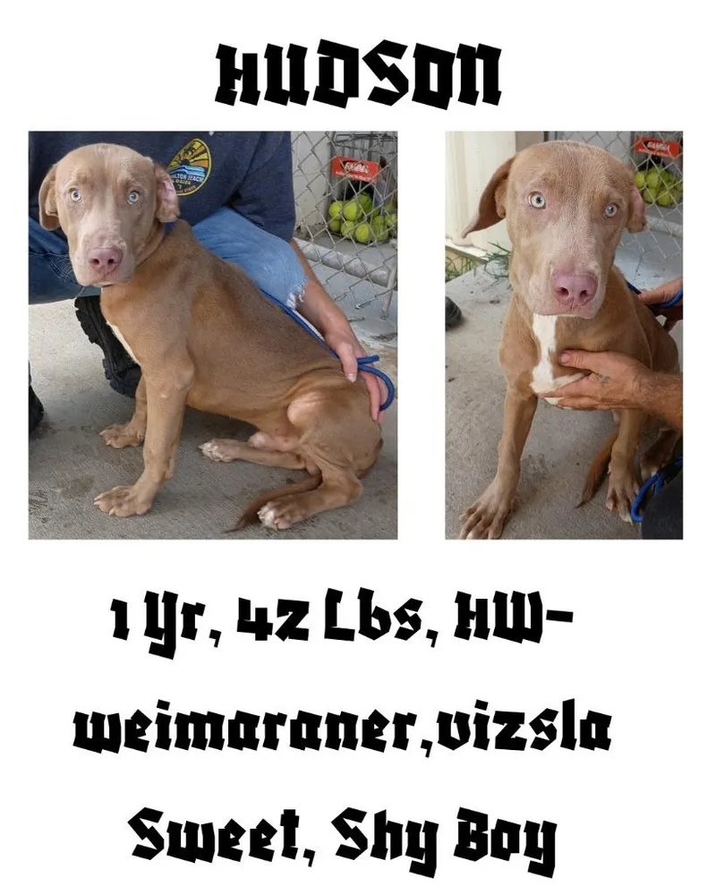 Hudson thumbnail 6