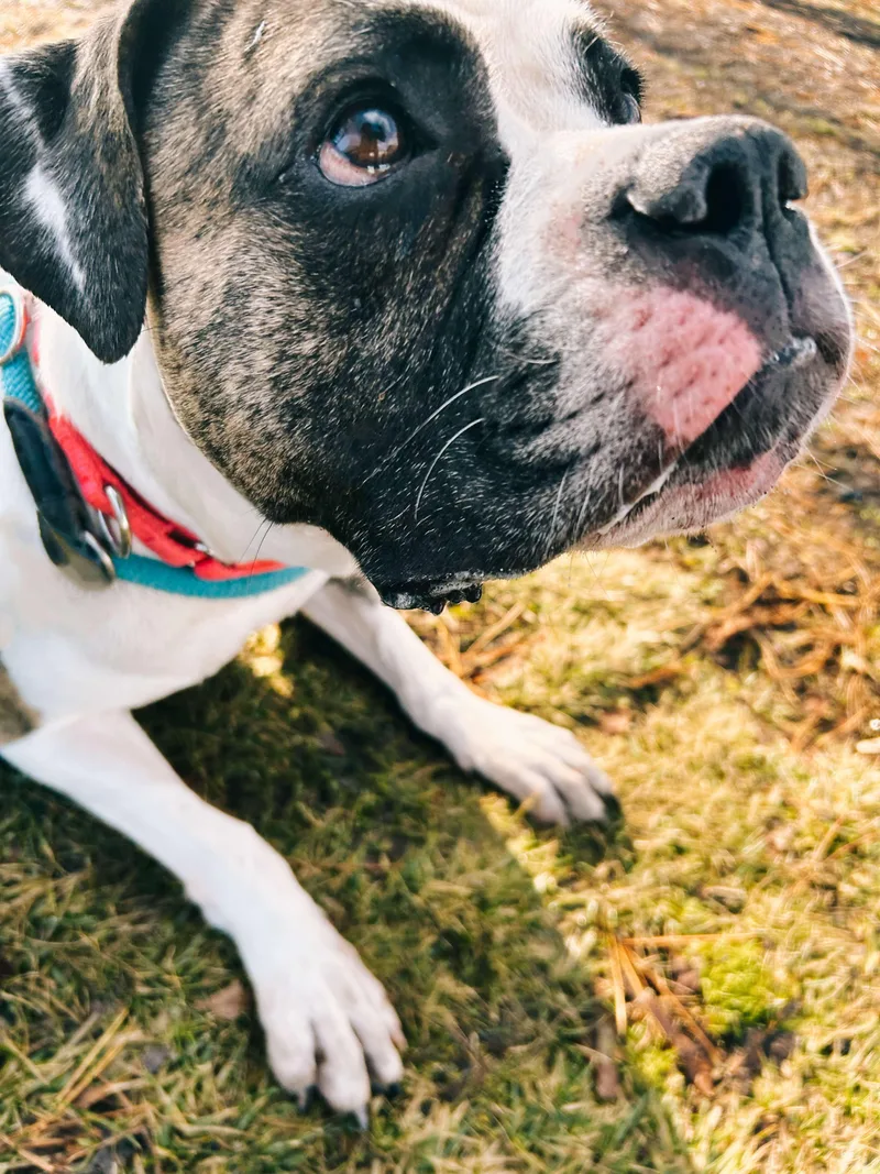 An adult large-sized female Brindle American Bulldog dog named Julie for adoption in Amityville, NY