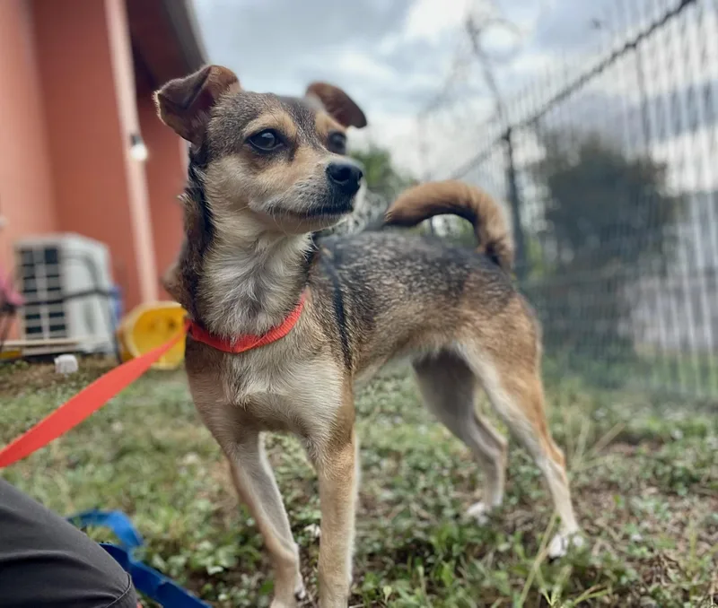 An adult small-sized female Bicolor Chihuahua dog named Bridgette   pounds for adoption in Lockhart, TX