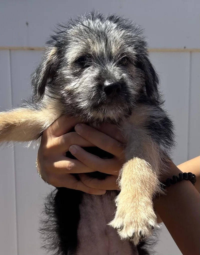 A baby large-sized female Flat-Coated Retriever dog named Darla for adoption in San Diego, CA