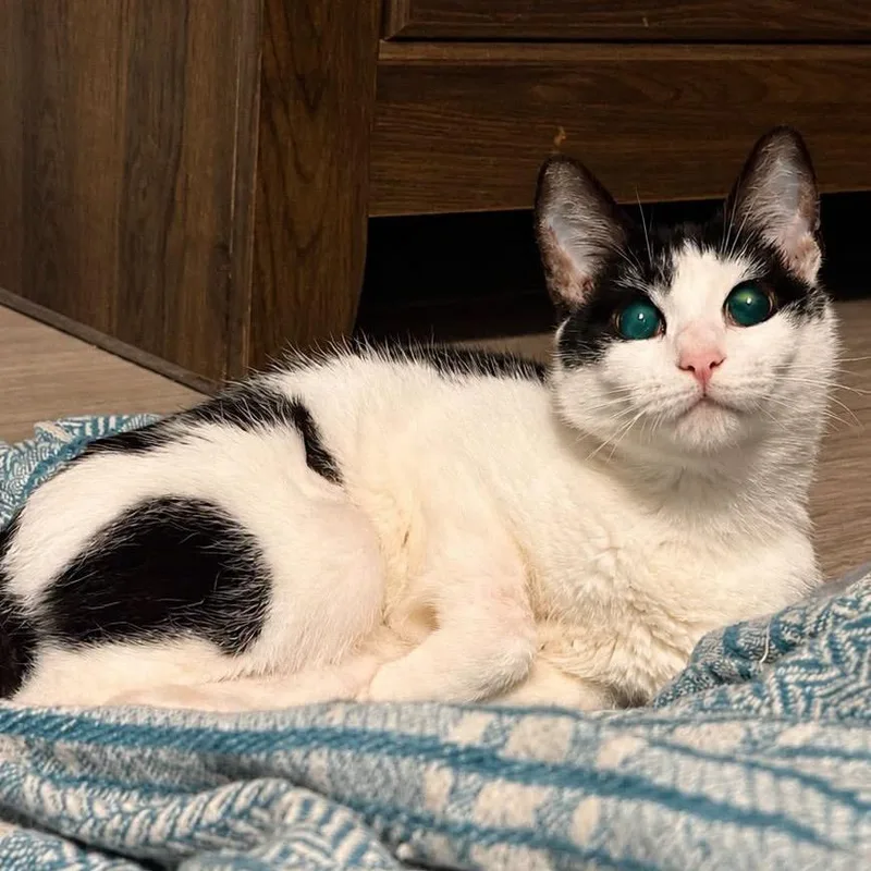 An adult small-sized female White Domestic Short Hair cat named Armadilla aka Dilla for adoption in Lutz, FL