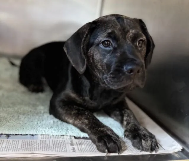 A baby small-sized female Pit Bull Terrier dog named Galaxy for adoption in San Pedro, CA