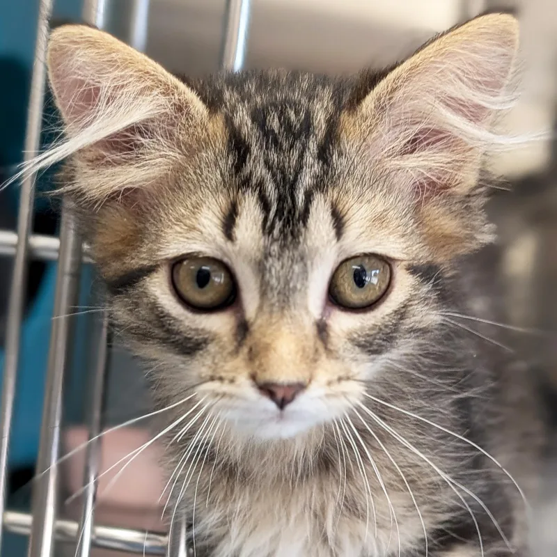 A baby medium-sized male Tabby (Brown / Chocolate) Domestic Short Hair cat named Nintendo for adoption in Jefferson, WI