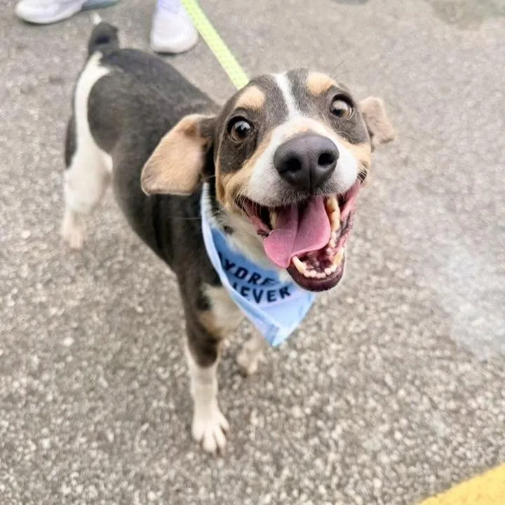 A senior small-sized male Apricot / Beige Mixed Breed dog named Twix for adoption in Charleston, WV