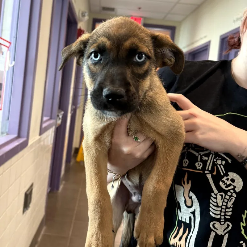 A baby small-sized male Black Catahoula Leopard Dog dog named Cheerios for adoption in Albuquerque, NM