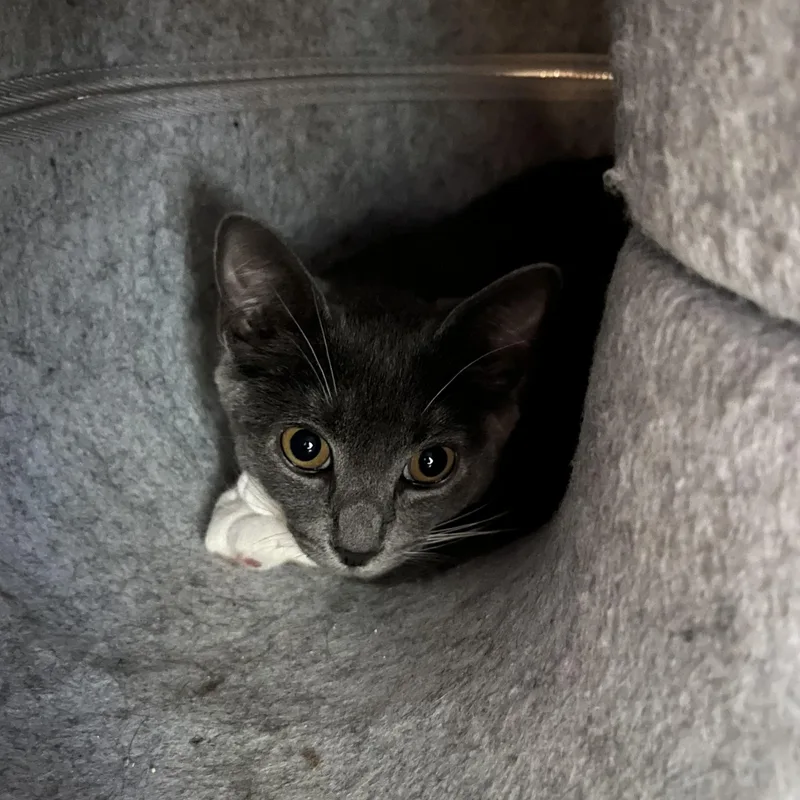 A baby small-sized female Gray & White Domestic Short Hair cat named Frankie for adoption in Wells, ME