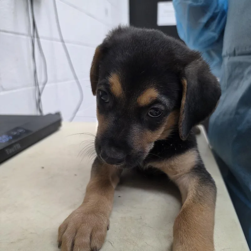 A baby medium-sized female Black Mixed Breed dog named Cosette for adoption in Ardmore, OK